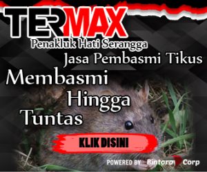 Jasa Pembasmi Tikus di Cipayung Jakarta Timur